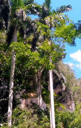 Reserva Ecológica Limones